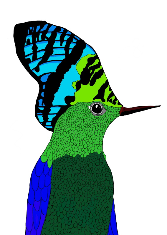 A digital print on white paper of a Butterfly Hummingbird in profile. The top of the bird’s head looks like the wing of a butterfly and is light blue and green with black patterns. It has a light green face, a dark green body and blue wings with fine black outlines of feathers and a skinny, dark red beak.