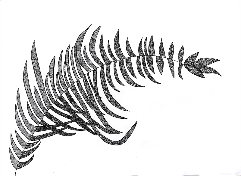 A black and white drawing of a piece of foliage with long thin leaves arching from left to right across the page